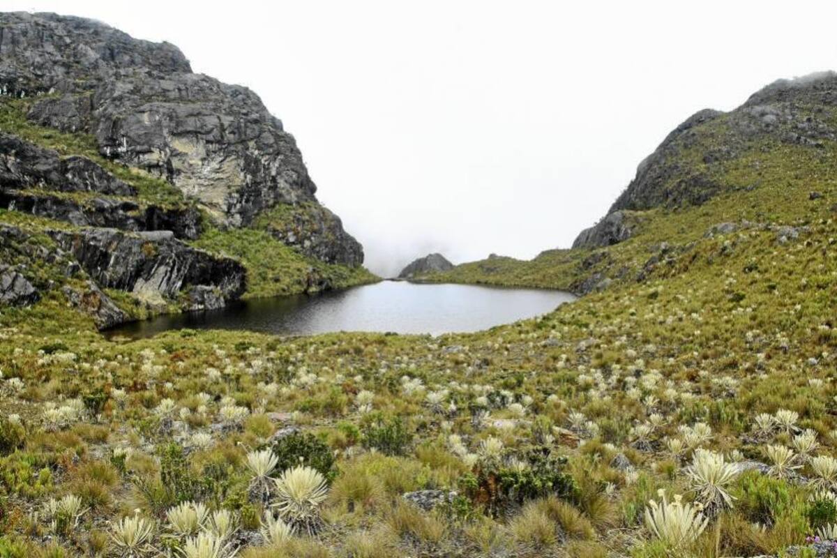 La fuente de riqueza que se esconde en el Páramo de Santurbán (Foto: César Flórez / VANGUARDIA LIBERAL)