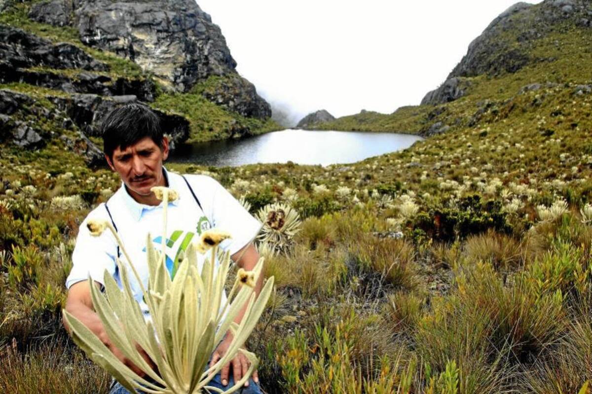 El guardabosques de la “estrella fluvial”: el Páramo de Santurbán (Foto: César Flórez León / VANGUARDIA LIBERAL)