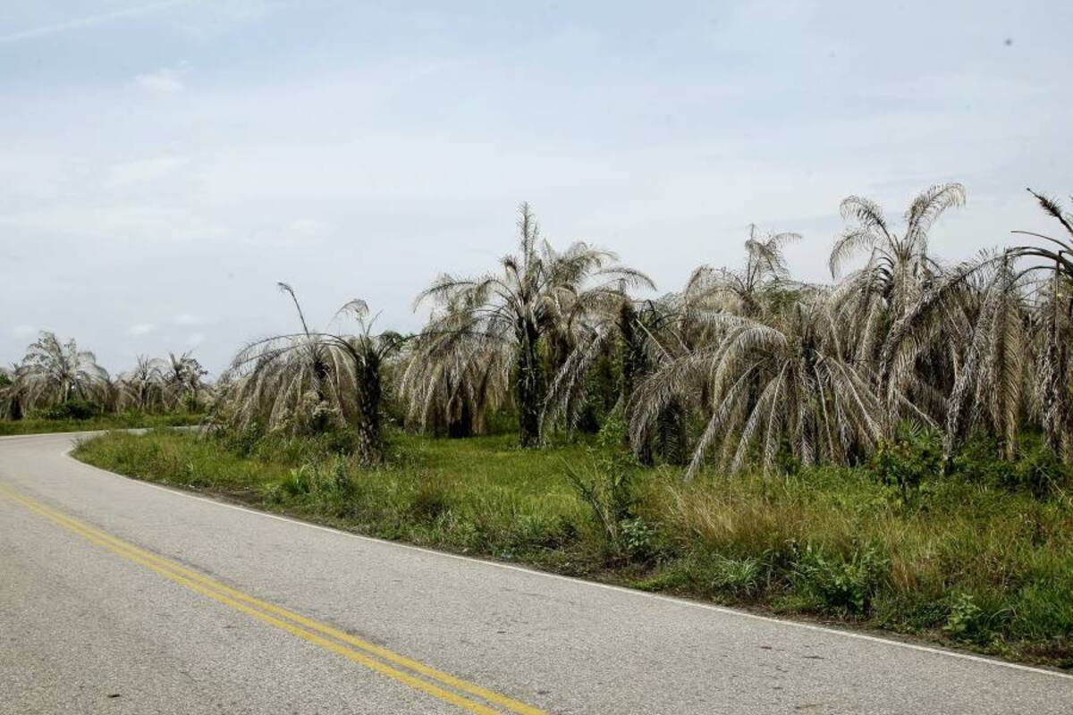 La plaga que traspasó la palma y que tiene en ‘jaque’ a Puerto Wilches (Foto: César Flórez León / VANGUARDIA LIBERAL)