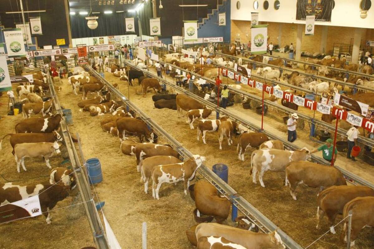 Feria Nacional Cebú será en Bucaramanga (Foto: Archivo/VANGUARDIA LIBERAL)