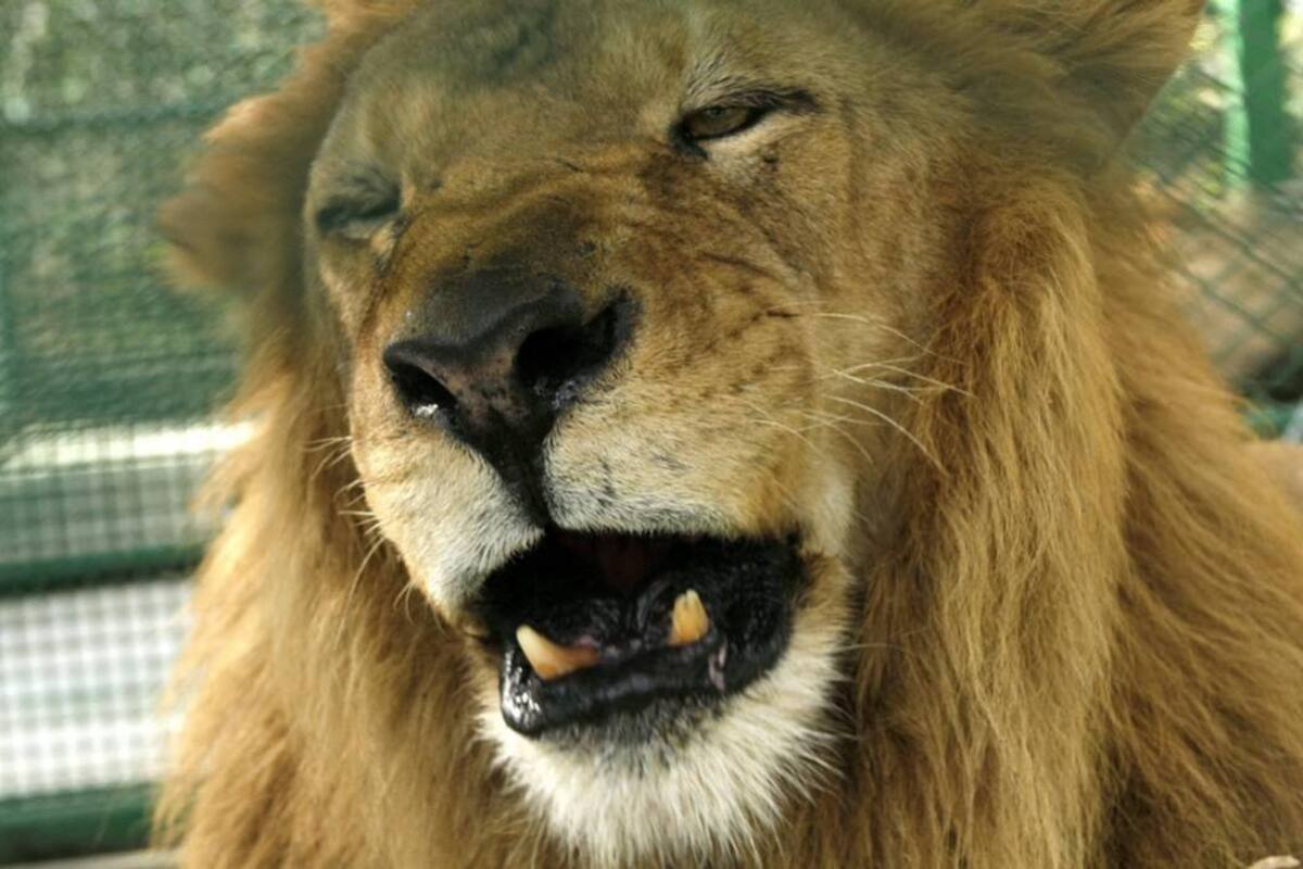Los leones que dejaron una lección de respeto (Foto: César Flórez León / VANGUARDIA LIBERAL)