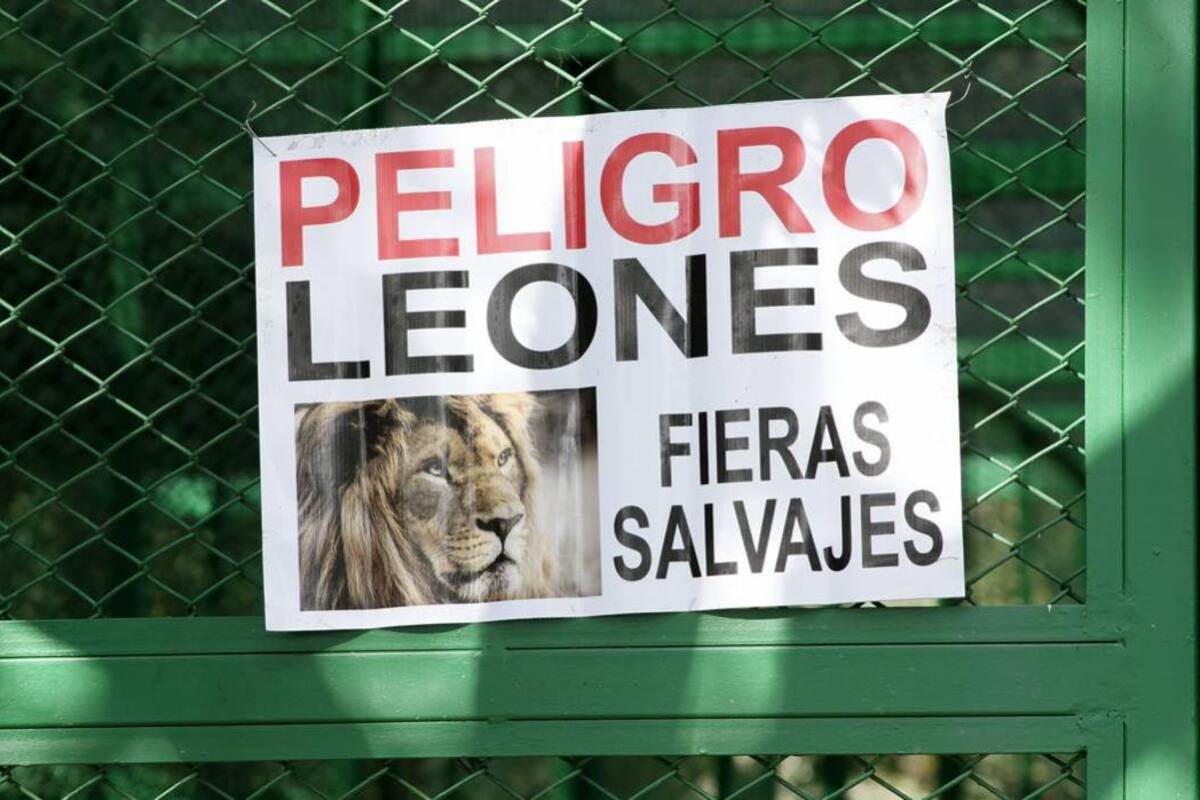 Investigan cámara de video de turista devorada por leones (Foto: ARCHIVO/VANGUARDIALIBERAL)