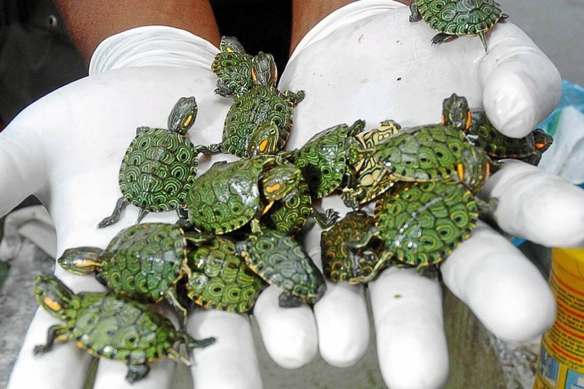 Más de 45 especies de animales exóticos eran llevadas en el equipaje de un hombre (Foto: Archivo / VANGUARDIA LIBERAL)