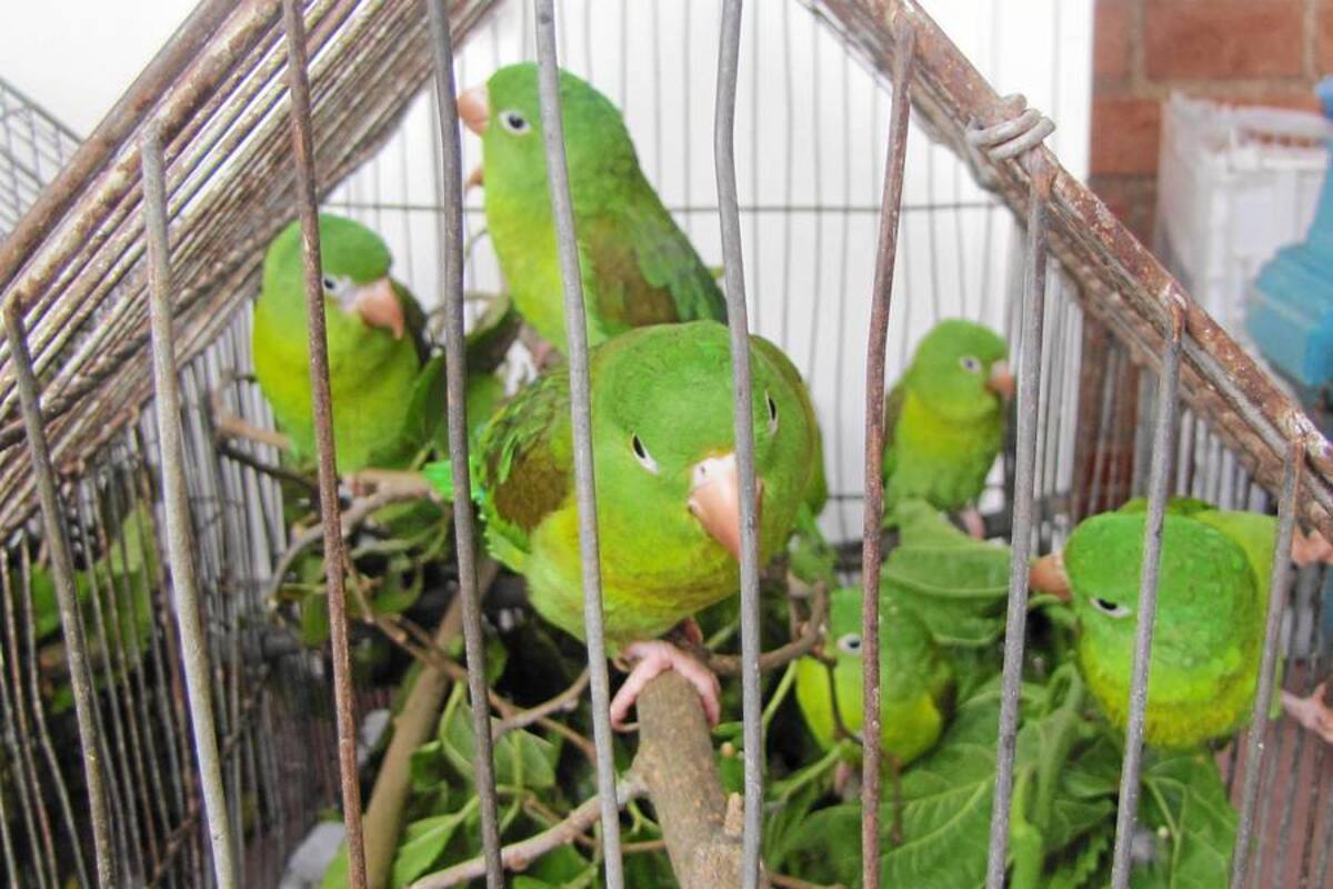Los animales silvestres no son mascotas, ni parte de la cena (Foto: Tomado de Internet/VANGUARDIA LIBERAL)