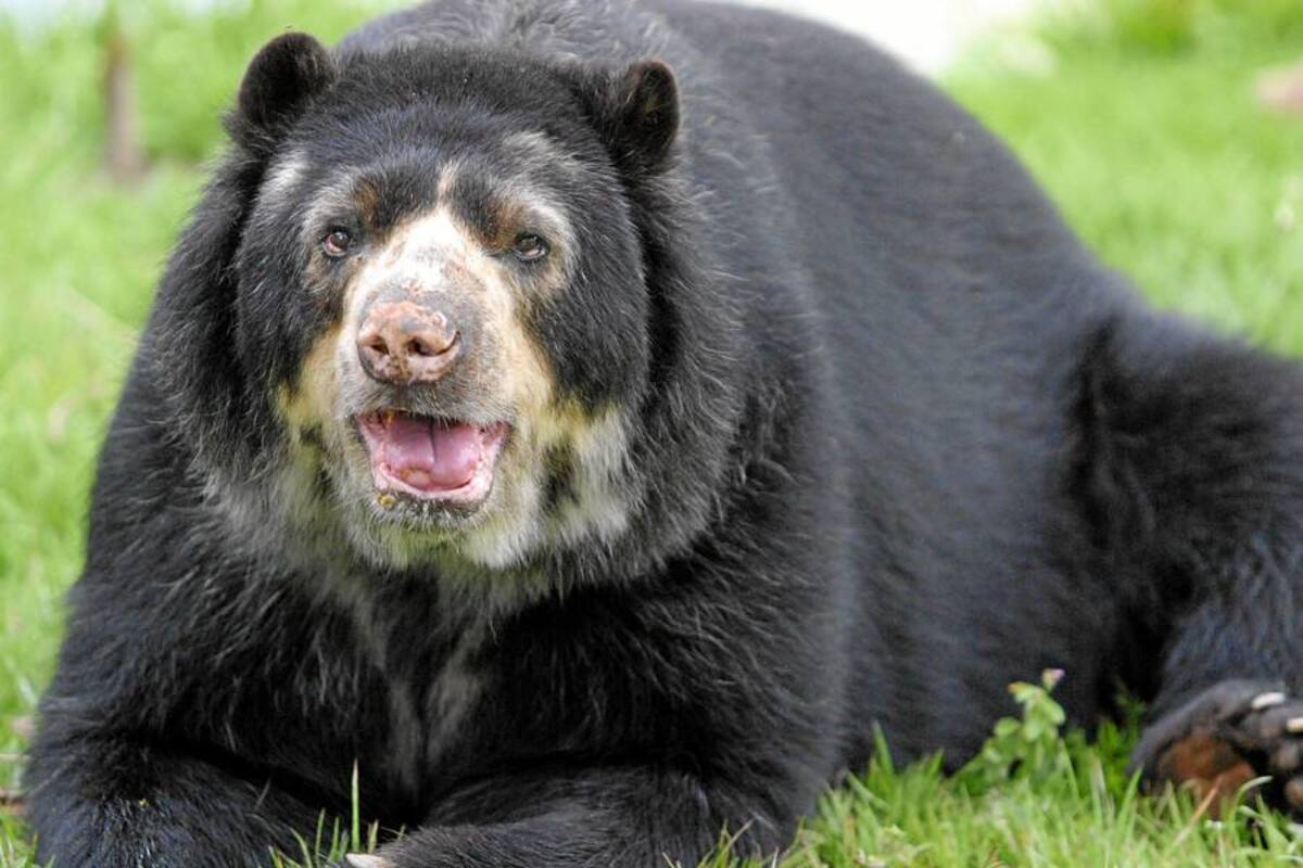 Mataron a tiros a un oso de anteojos en Antioquia (Foto: Archivo/VANGUARDIA LIBERAL)
