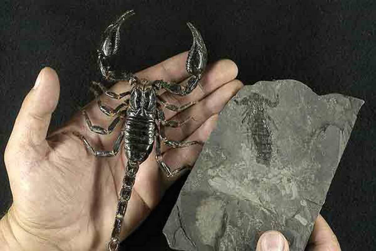 Hallan en Alemania dos fósiles de escorpión de 290 millones de años (Foto: Tomada de Internet/ VANGUARDIA LIBERAL)