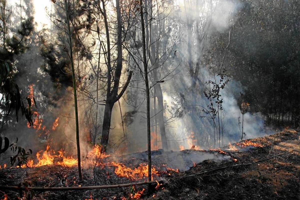 Viene El Niño y con él la sequía y los incendios (Foto: Archivo/VANGUARDIA LIBERAL)