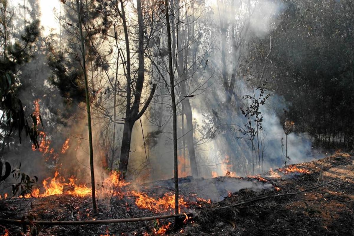 Unas 4.200 hectáreas han sido destruidas por incendios forestales en el país (Foto: Archivo/ VANGUARDIA LIBERAL)