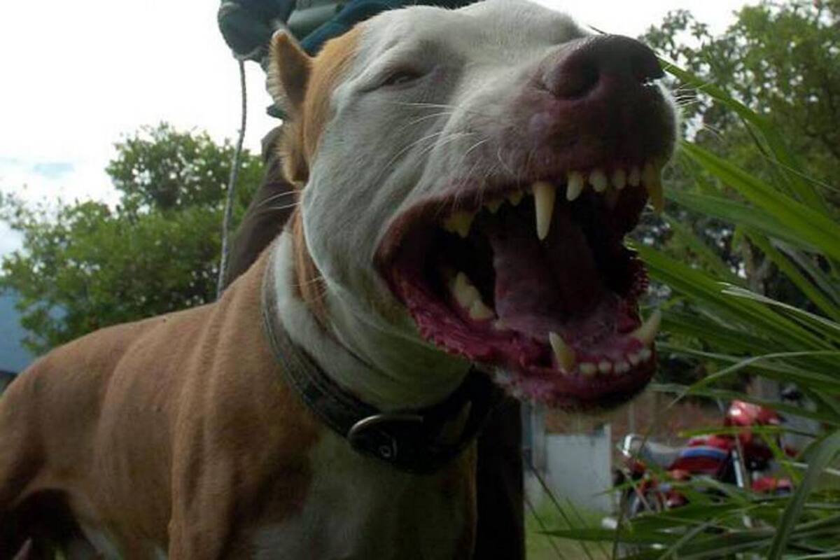 Niño de un año y medio fue mordido por perro Pitbull en Bucaramanga (Foto: ARCHIVO/VANGUARDIALIBERAL)