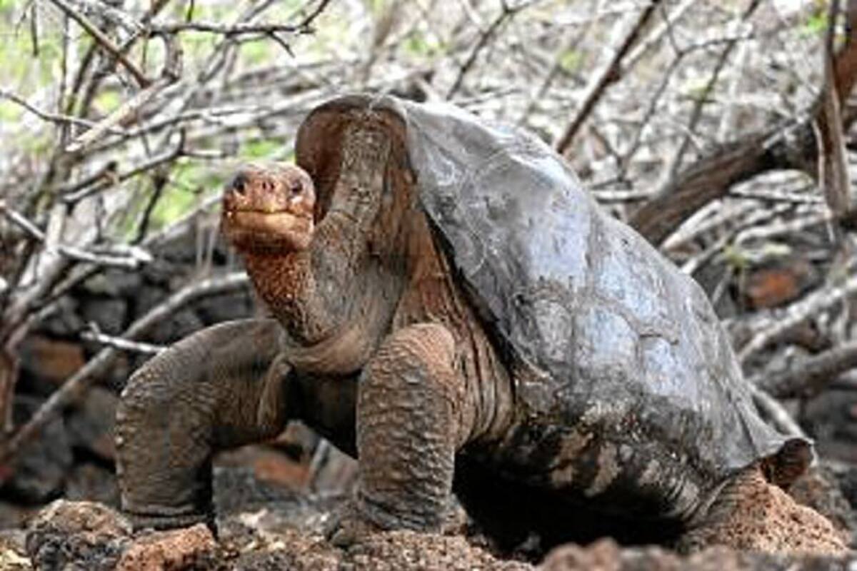 Murió el "Solitario Jorge", última tortuga de su especie en islas Galápagos (Foto: Tomada de Internet/VanguardiaLiberal)