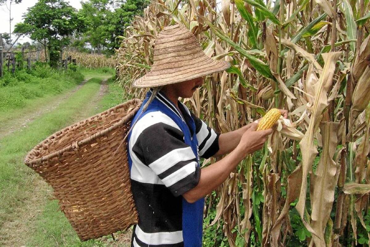 En $130 mil millones se amplía ayudas a los agricultores (Foto: Archivo/VANGUARDIA LILBERAL)