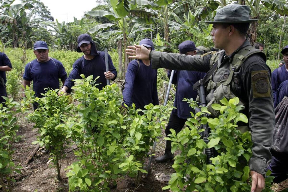 Los cultivos de coca aumentaron 39% en el país (Foto: Suministrada /VANGUARDIA LIBERAL)