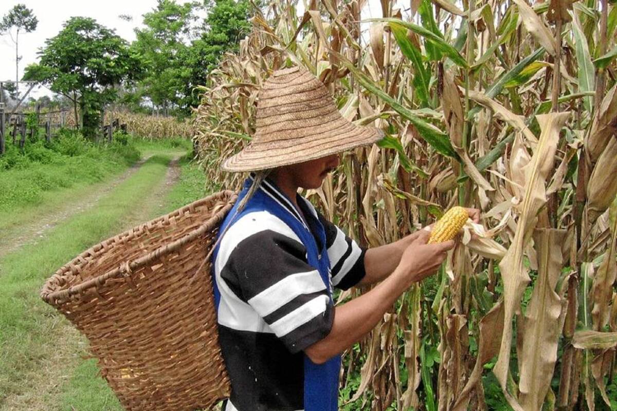 La agricultura tiene cómo impulsar las exportaciones (Foto: Archivo/VANGUARDIA LIBERAL)