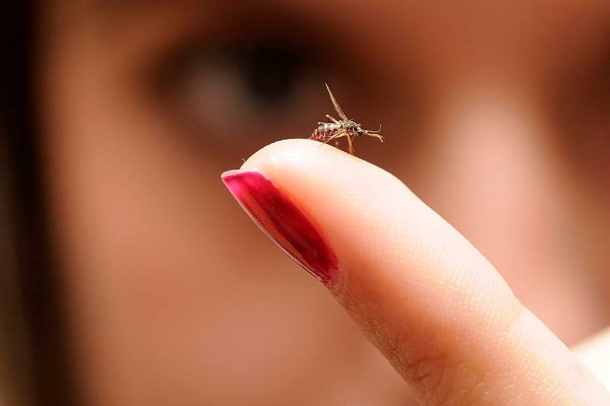 Casos de dengue estarían aumentando en Floridablanca (Foto: Archivo/VANGUARDIA LIBERAL)