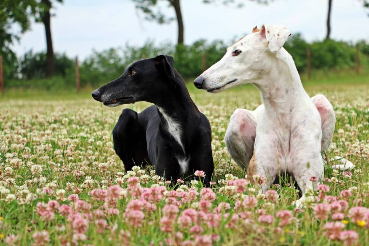 Galgo español, la mascota que enamora con rapidez el corazón del hombre (Foto: Archivo/ VANGUARDIA LIBERAL )