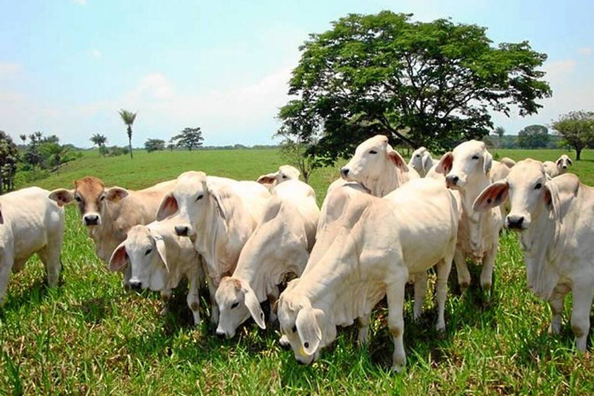 El 22 % mundial de las razas de ganado, en peligro de extinción (Foto: Tomado de Internet/ VANGUARDIA LIBERAL)