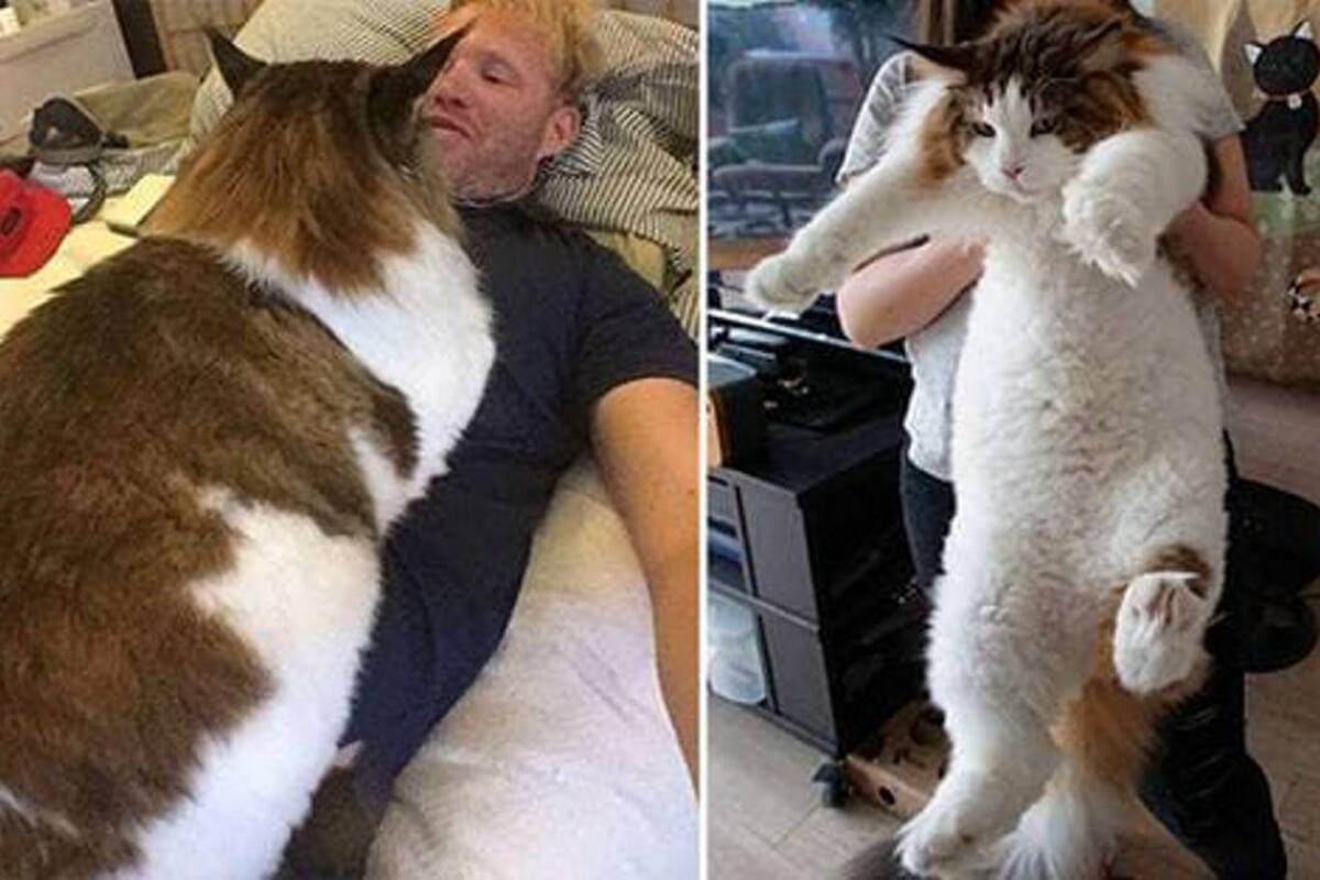 Conozca cuánto mide y qué peso tiene el gato más gordo del mundo (Foto: TOMADO DE INFOBAE.COM/VANGUARDIA LIBERAL)
