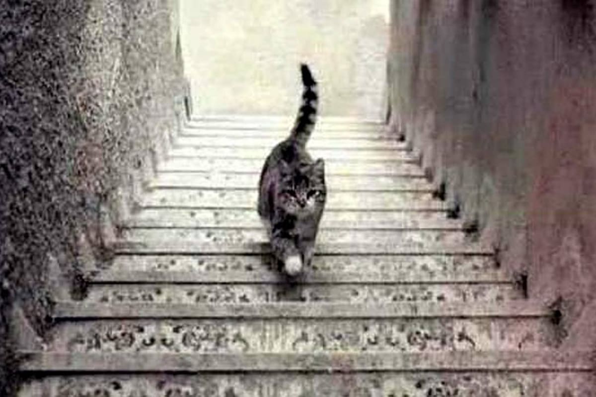 Un nuevo debate en Twitter: ¿El gato sube o baja las escaleras? (Foto: TOMADO DE LAPATILLA.COM/VANGUARDIA LIBERAL)