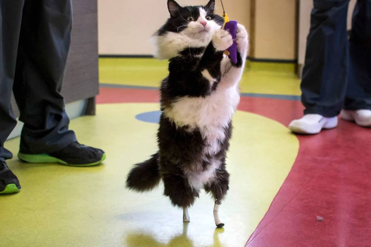 Conozca a Pooh, el gato con patas biónicas (Foto: AFP /VANGUARDIA LIBERAL)