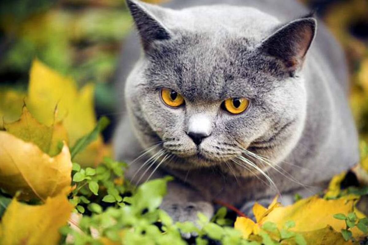 Los gatos son más independientes que los perros (Foto: Tomado de internet/VANGUARDIA LIBERAL)