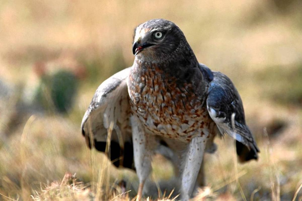 Con un gavilán buscarían espantar palomas del estadio Alfonso López (Foto: Tomada de internet/VANGUARDIA LIBERAL)