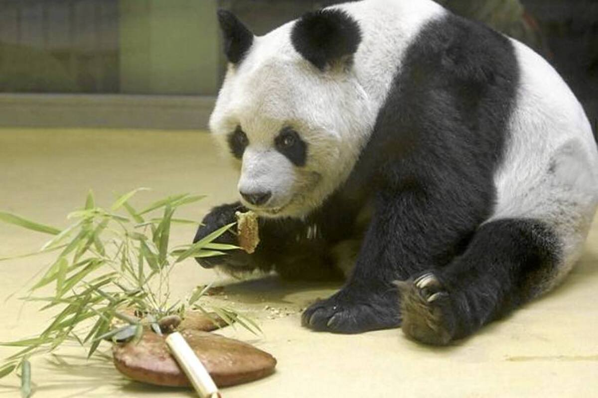 Falleció Bao Bao, el último oso panda de Berlín (Foto: Tomado de Internet/ VANGUARDIA LIBERAL)