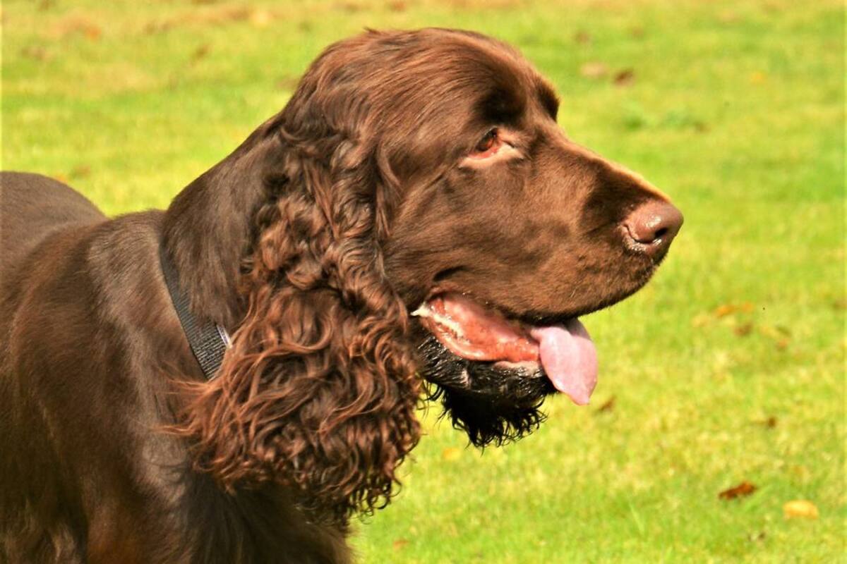 El Field Spaniel era considerado Cocker Spaniel hasta a finales de 1800. (Foto: Archivo/VANGUARDIALIBERAL)