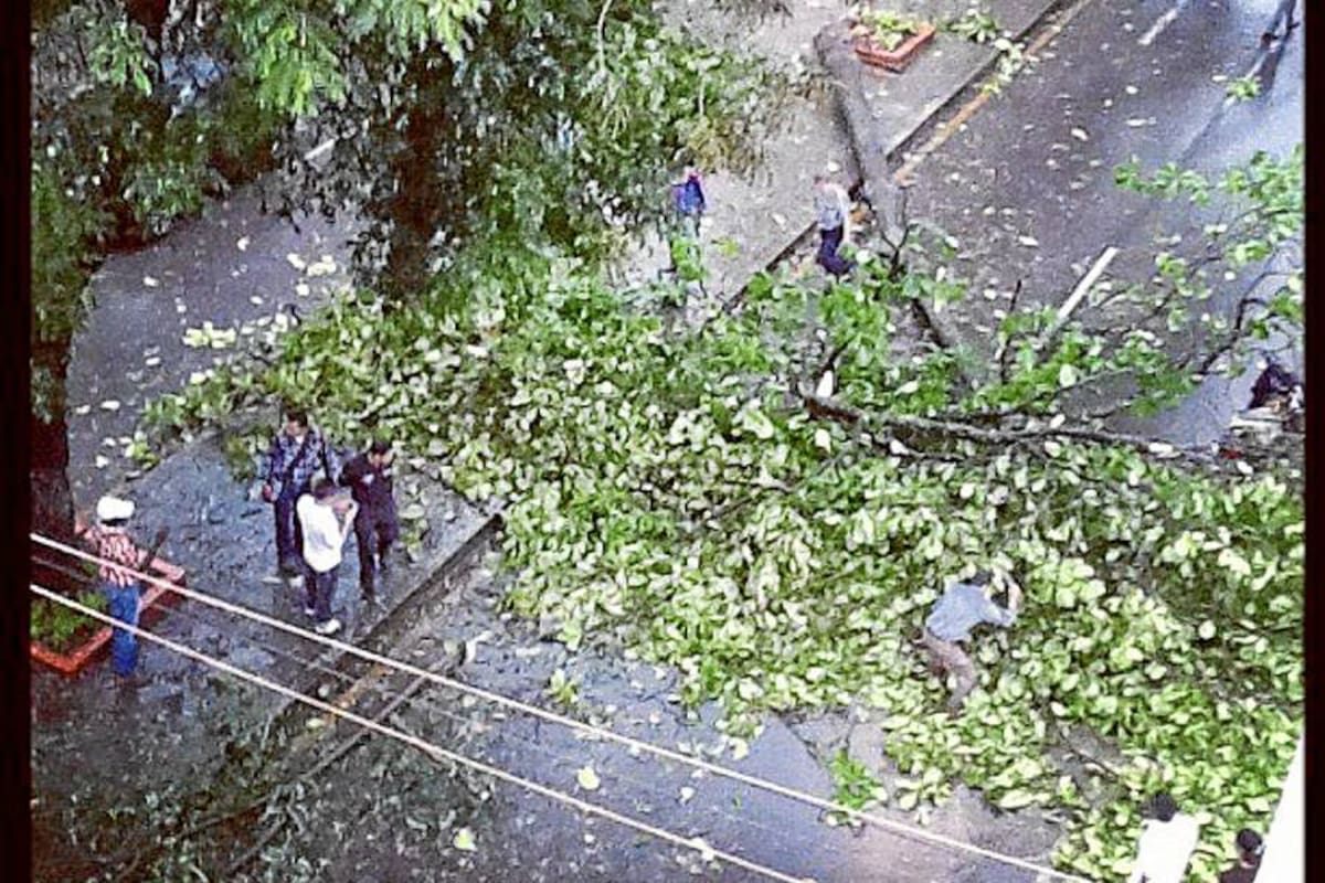 Este es el árbol caído por la fuerte lluvia en la calle 36 con carrera 19. (Foto: Suministrada: @raulgomezn)