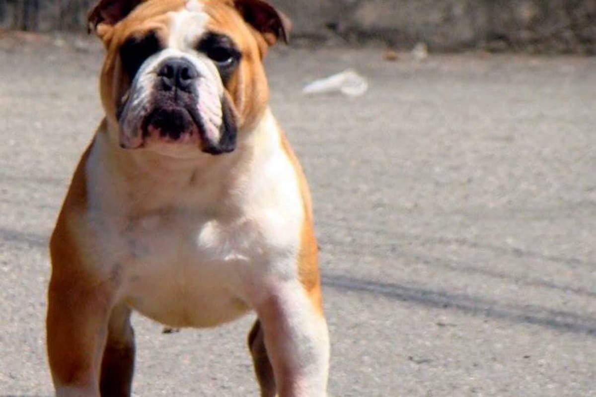 (Foto: Suministradas Club Bulldog Bucaramanga)