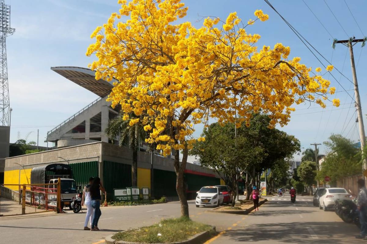 Bucaramanga vista desde sus árboles (Foto: César Flórez / VANGUARDIA LIBERAL)