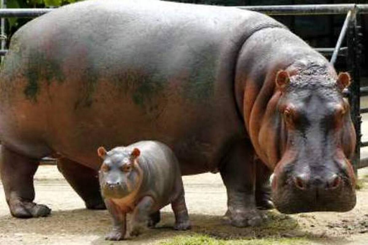 La bebé hipopótamo del zoológico Santa Fé se llamará Jakira (Foto: Colprensa, El Colombiano/ VANGUARDIA LIBERAL)