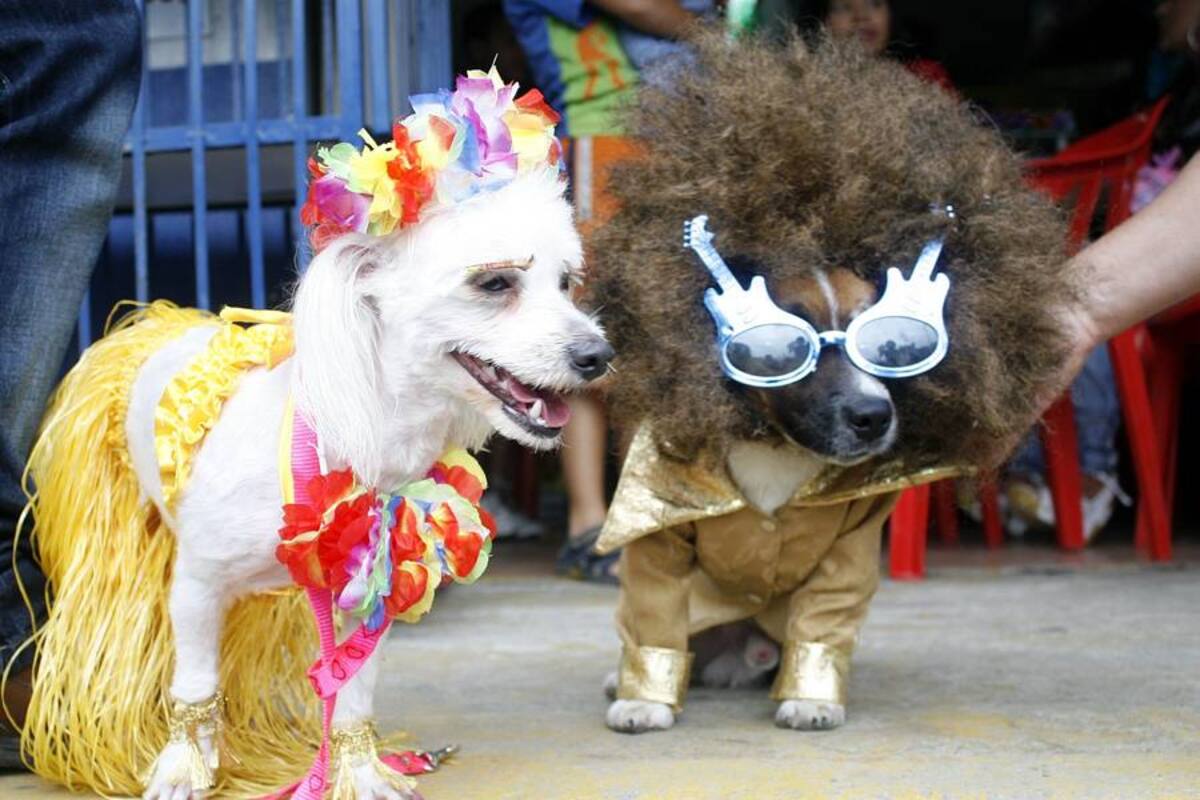 Tenencia responsable de mascotas: ¿Una moda o una obligación? (Foto: Archivo/VANGUARDIA LIBERAL)
