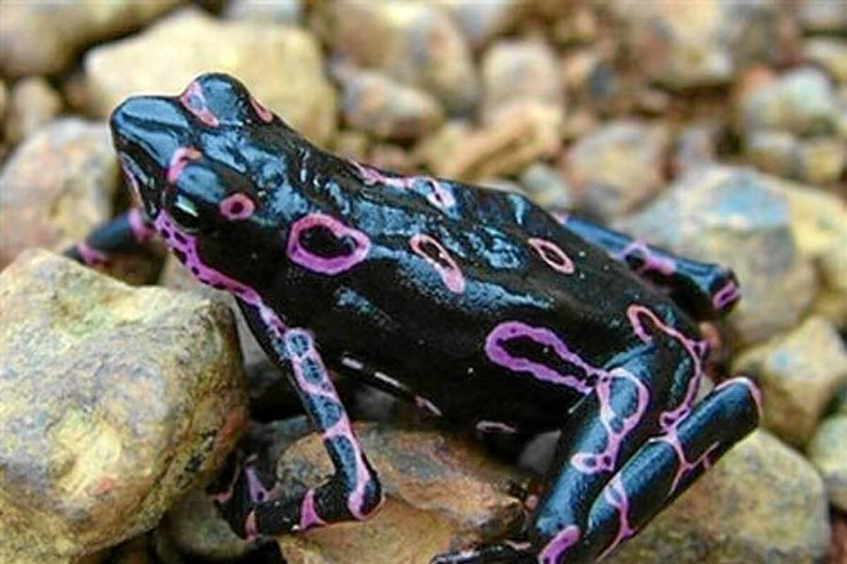 Hallan 46 nuevas especies animales y petroglifos en bosques de Surinam (Foto: Tomado de internet/ VANGUARDIA LIBERAL)