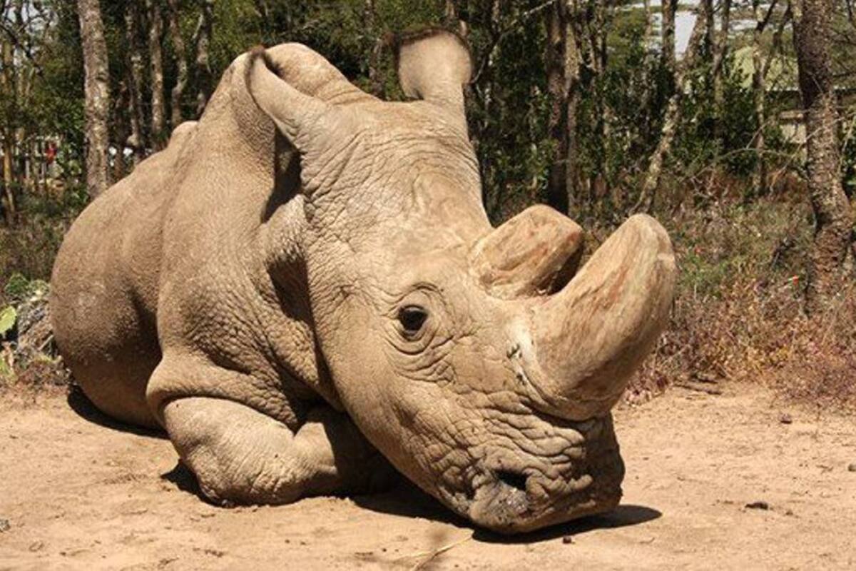 La lenta agonía del último rinoceronte blanco macho (Foto: TOMADO DE FACEBOOK.COM/VANGUARDIA LIBERAL)