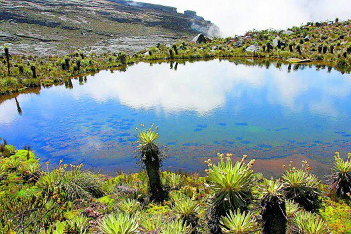 De 85 ecosistemas del país, 20 están en estado crítico y 17 en peligro: WWF (Foto: Colprensa /VANGUARDIA LIBERAL )