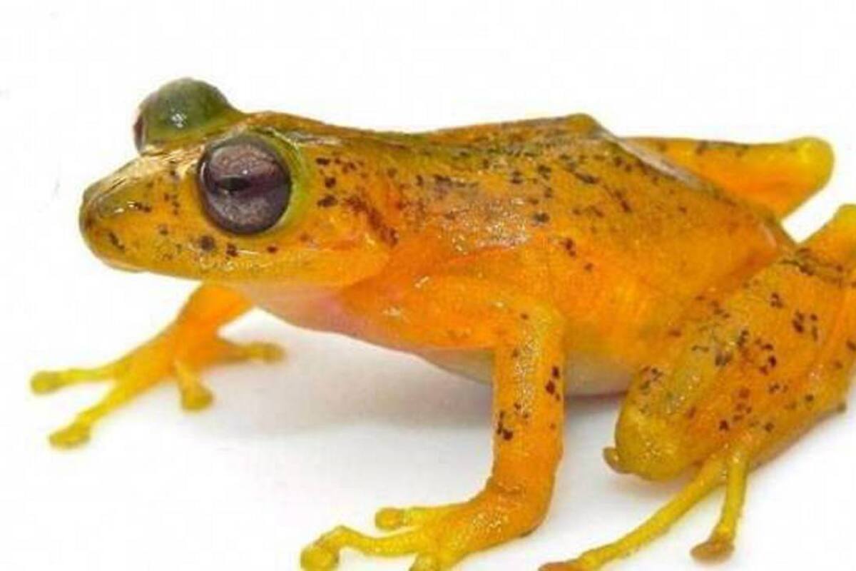 Especie de rana fue bautizada en honor a Rigoberto Urán (Foto: TOMADO DE ELCOLOMBIANO.COM/VANGUARDIA LIBERAL)