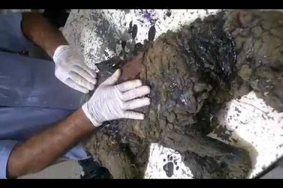Una perra falleció luego de ser cubierta con brea en Riohacha
