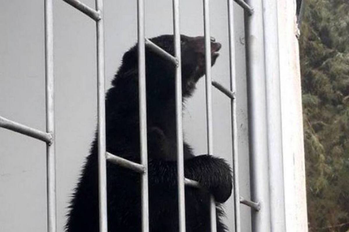 Captan a un oso de anteojos buscando comida en un parque nacional (Foto: FOTO JOSÉ PATIÑO )