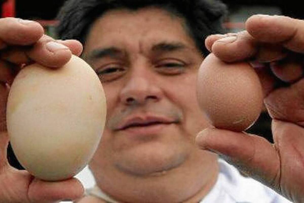Gallina colombiana busca el récord Guinness tras poner un huevo de 245 gramos (Foto: Efe/VanguardiaLiberal)