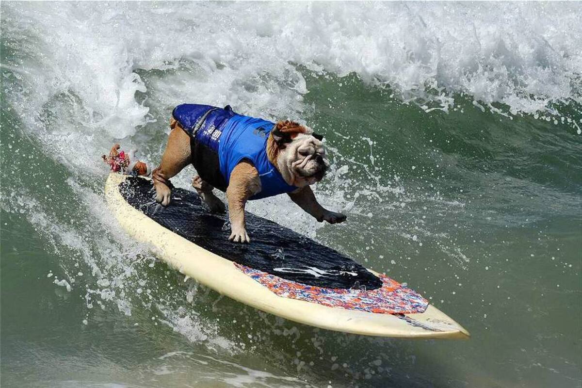 Vea las espectaculares fotos de perros surfistas (Foto: AFP/VANGUARDIALIBERAL)