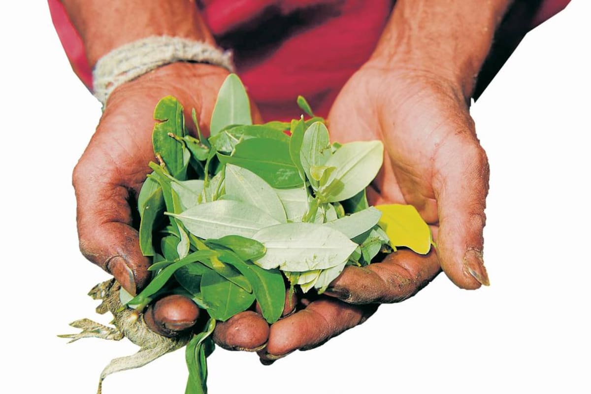 Entre el cultivo y el negocio de coca en el Catatumbo