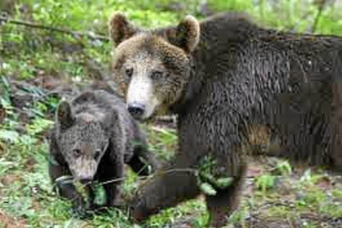 Varios osos pardos fugados matan a dos cuidadoras de un zoológico en Japón (Foto: Tomada de internet/VANGUARDIA LIBERAL)