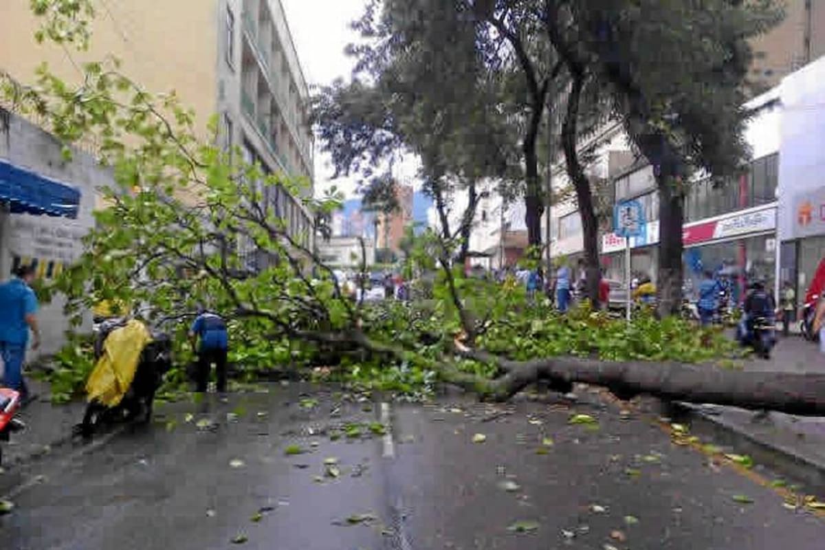 Un árbol se derrumbó en el centro de Bucaramanga. (Foto: Julio Alvarado/ VANGUARDIA LIBERAL)
