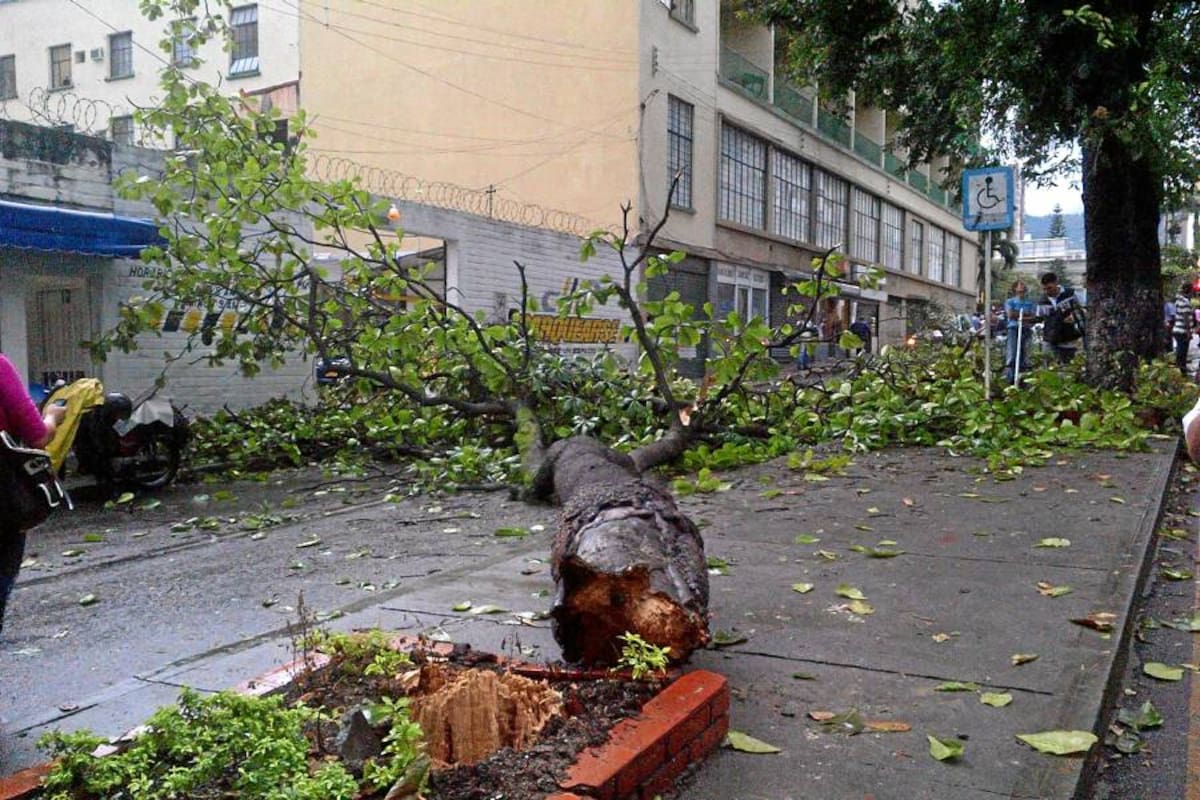Cayó árbol en la calle 36 con carrera 18 durante el aguacero con granizo en Bucaramanga. (Foto: JULIO CÉSAR ALVARADO)