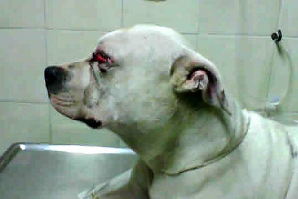 Por evitar robo, perro fue baleado en Bucaramanga (Foto: Foto Suministrada/VANGUARDIA LIBERAL)