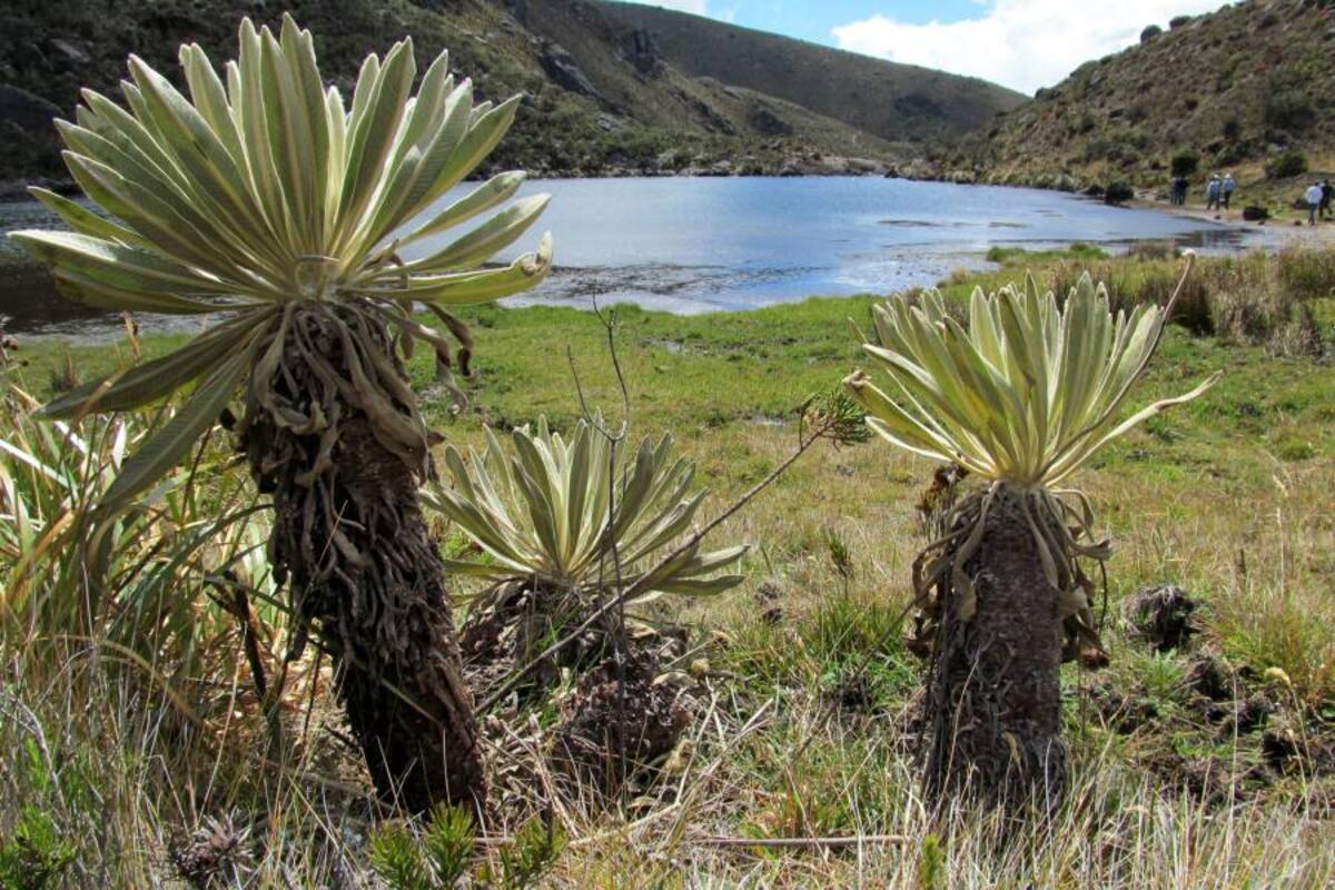 ‘En tres meses delimitaremos Santurbán’: Minambiente (Foto: Archivo/VanguardiaLiberal)