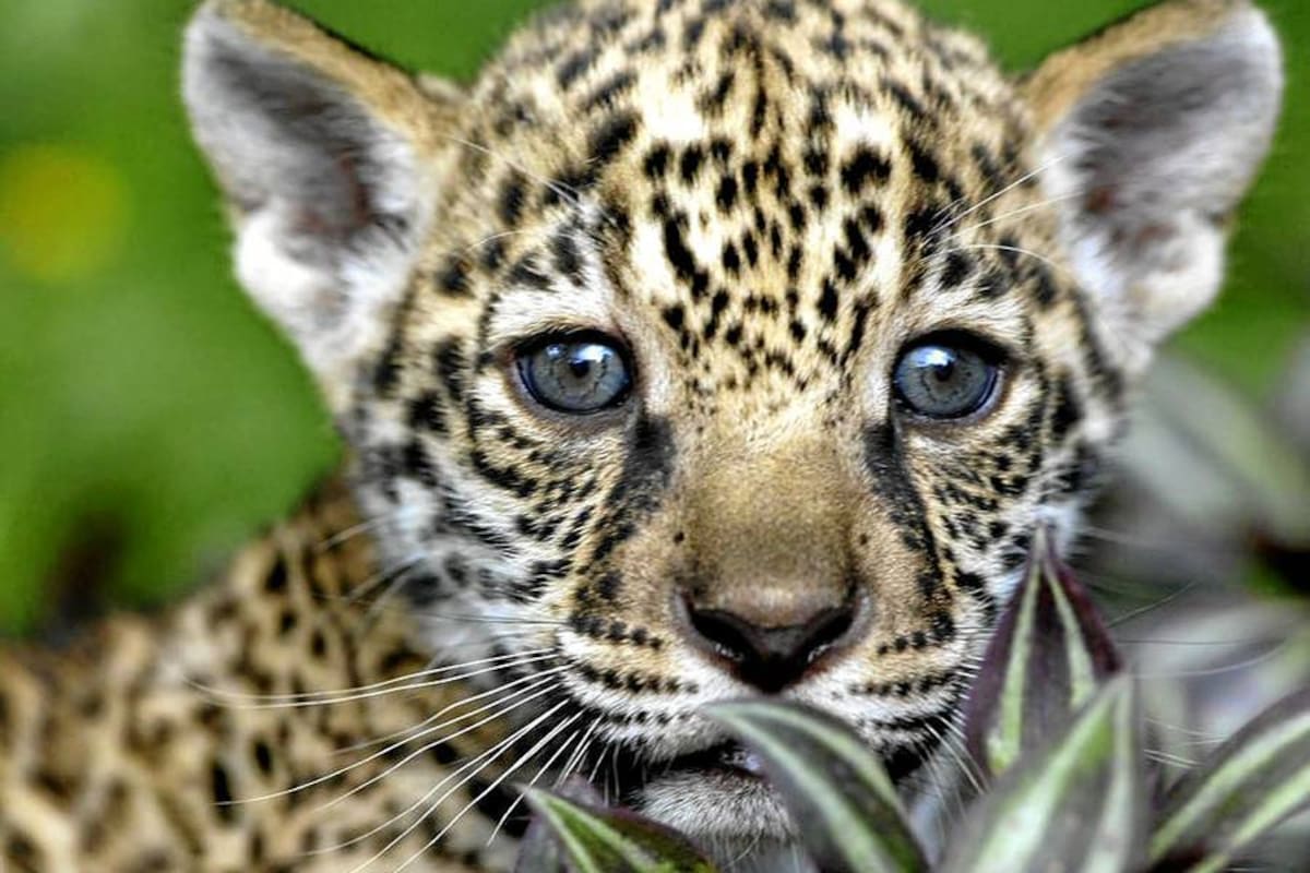 Descubren en México una colonia de jaguares en peligro de extinción (Foto: Tomado de Internet/ VANGUARDIA LIBERAL)