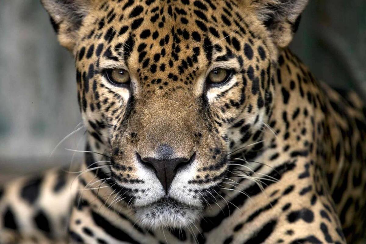 Jaguar lesionó a tres personas mientras era recapturado en hotel de Amazonas (Foto: Archivo /VANGUARDIA LIBERAL)