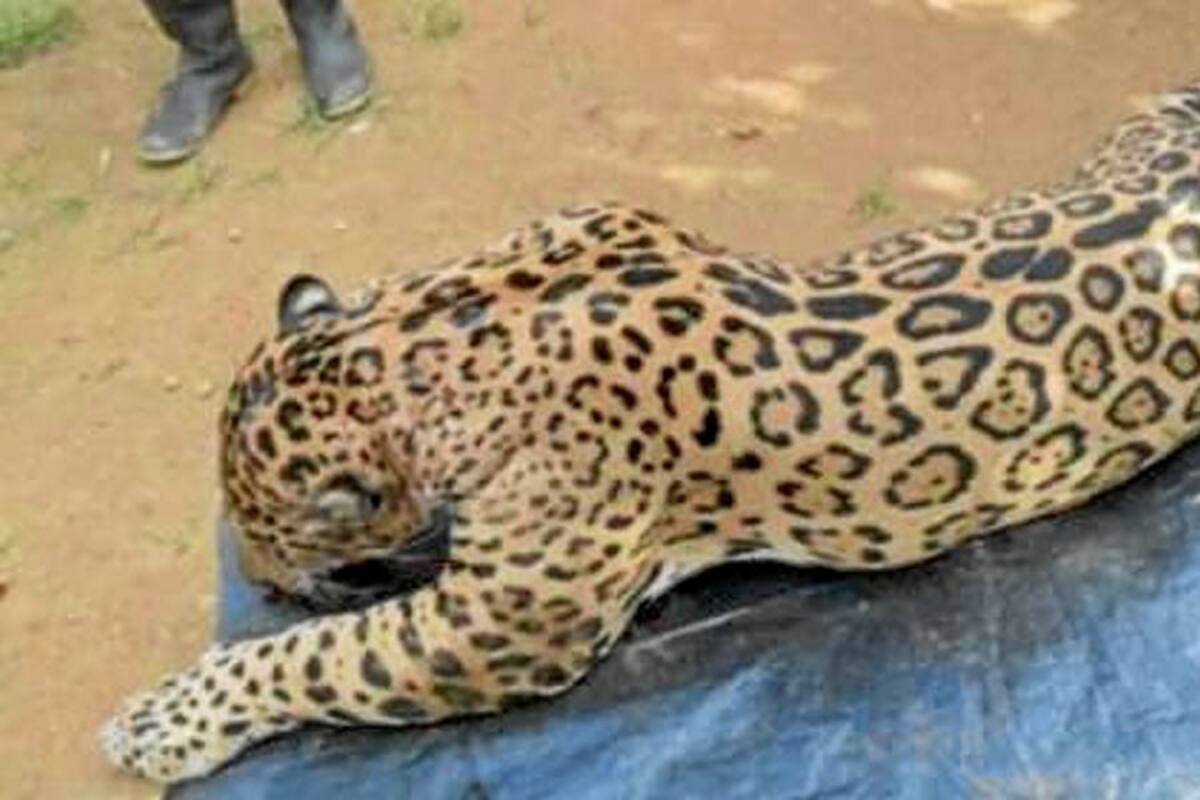 “Si no nos ayudan, mataremos más jaguares”, dicen en Antioquia (Foto: Archivo/VANGUARDIA LIBERAL)