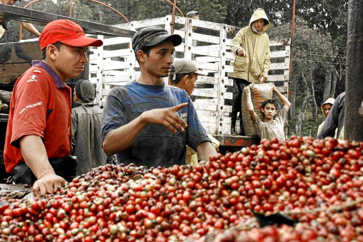 Santos fija como objetivo producir 11 ó 12 millones de sacos de café por año (Foto: Archivo/ VANGUARDIA LIBERAL)